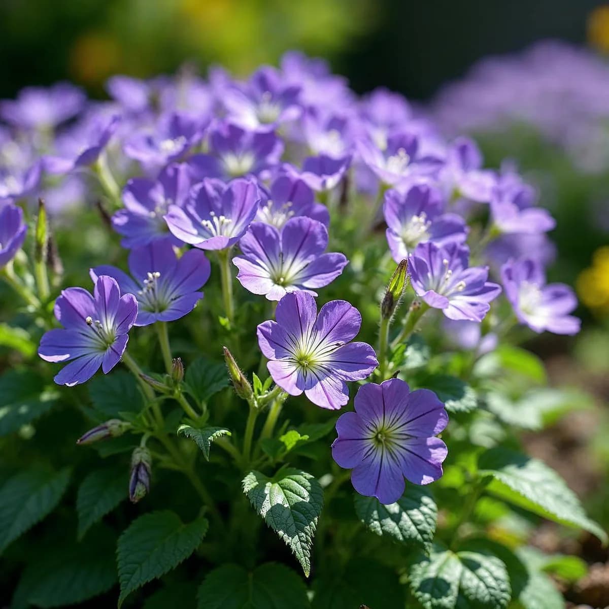 Geranium Johnson Blue