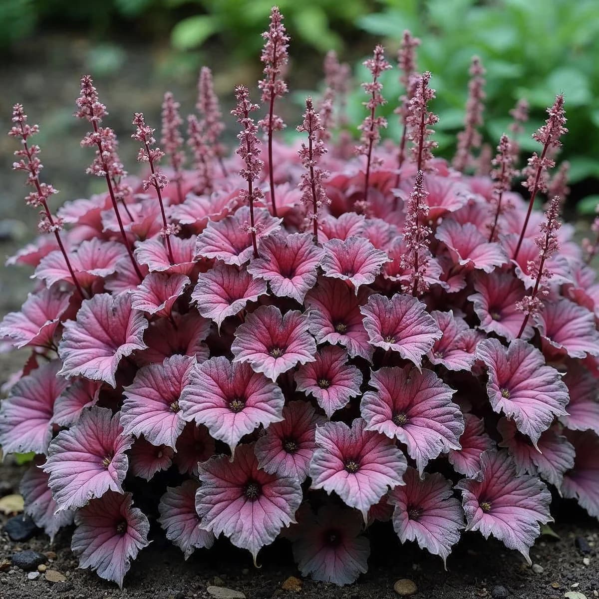 Heuchera Purple Palace