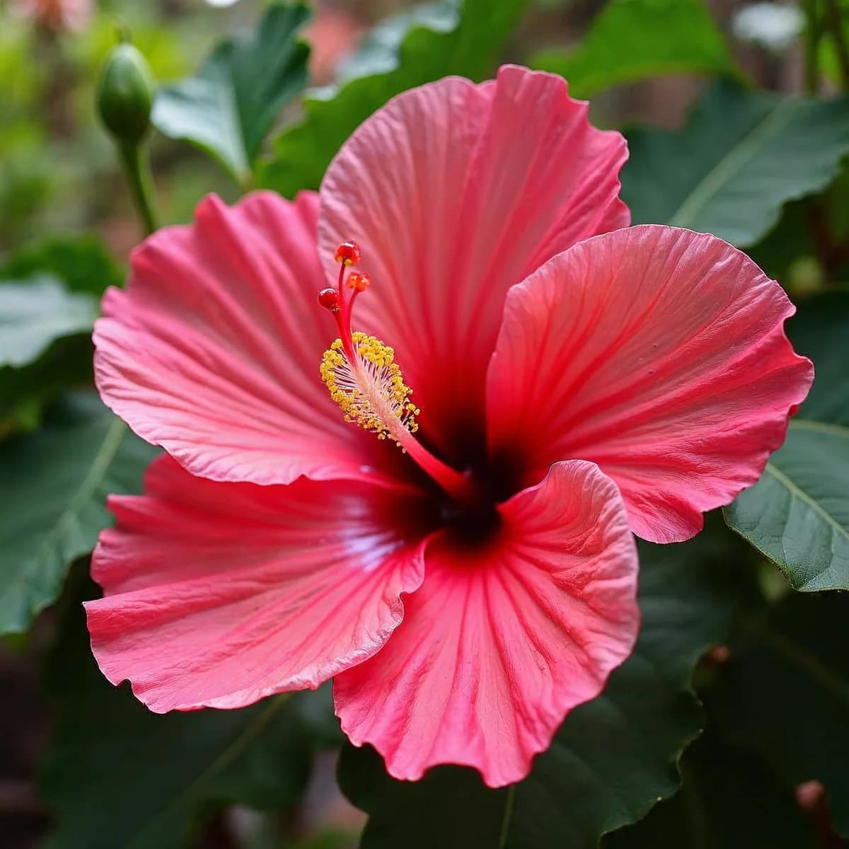 Hibiscus Moonshadow Rosita