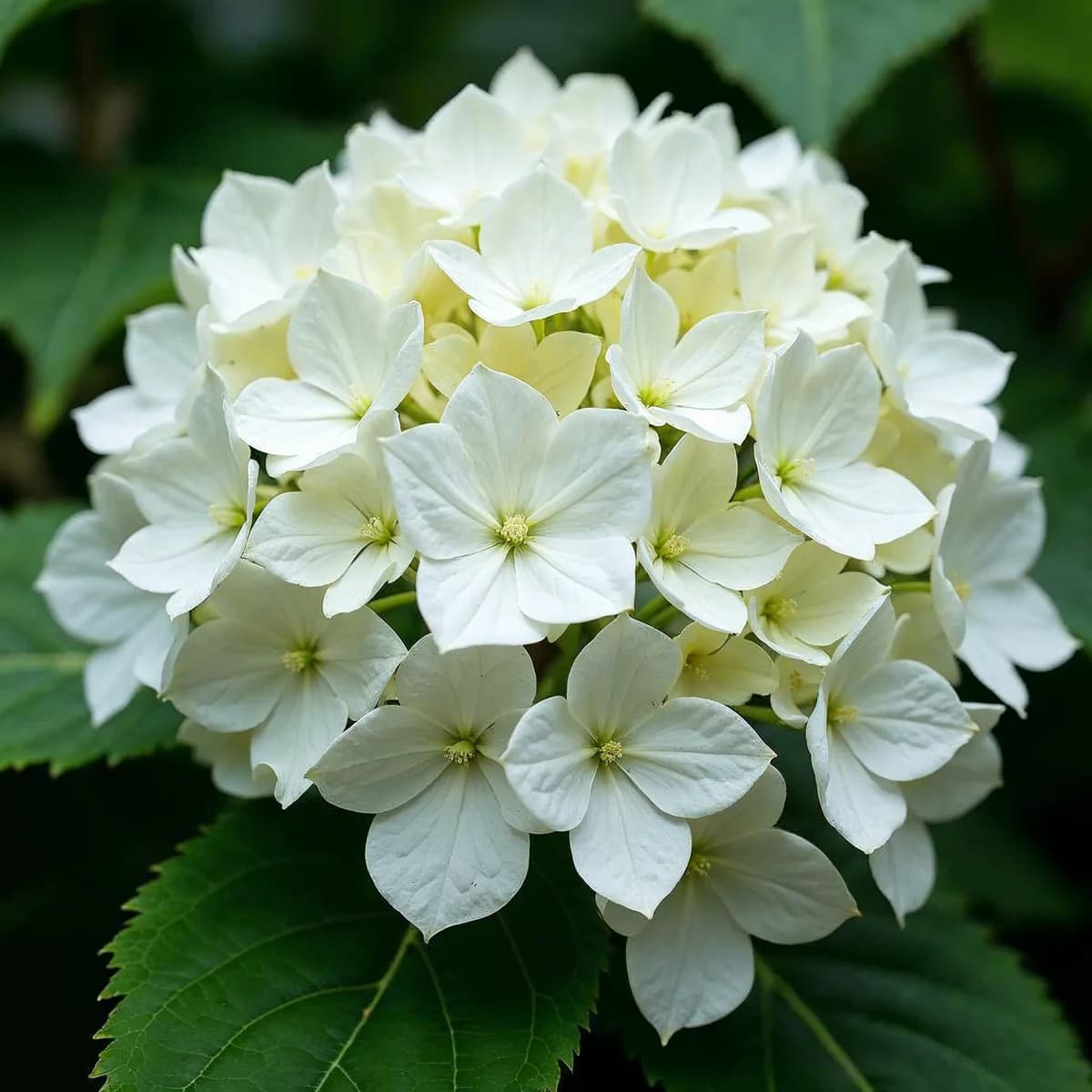 Hydrangea Inv Mini Mauvette