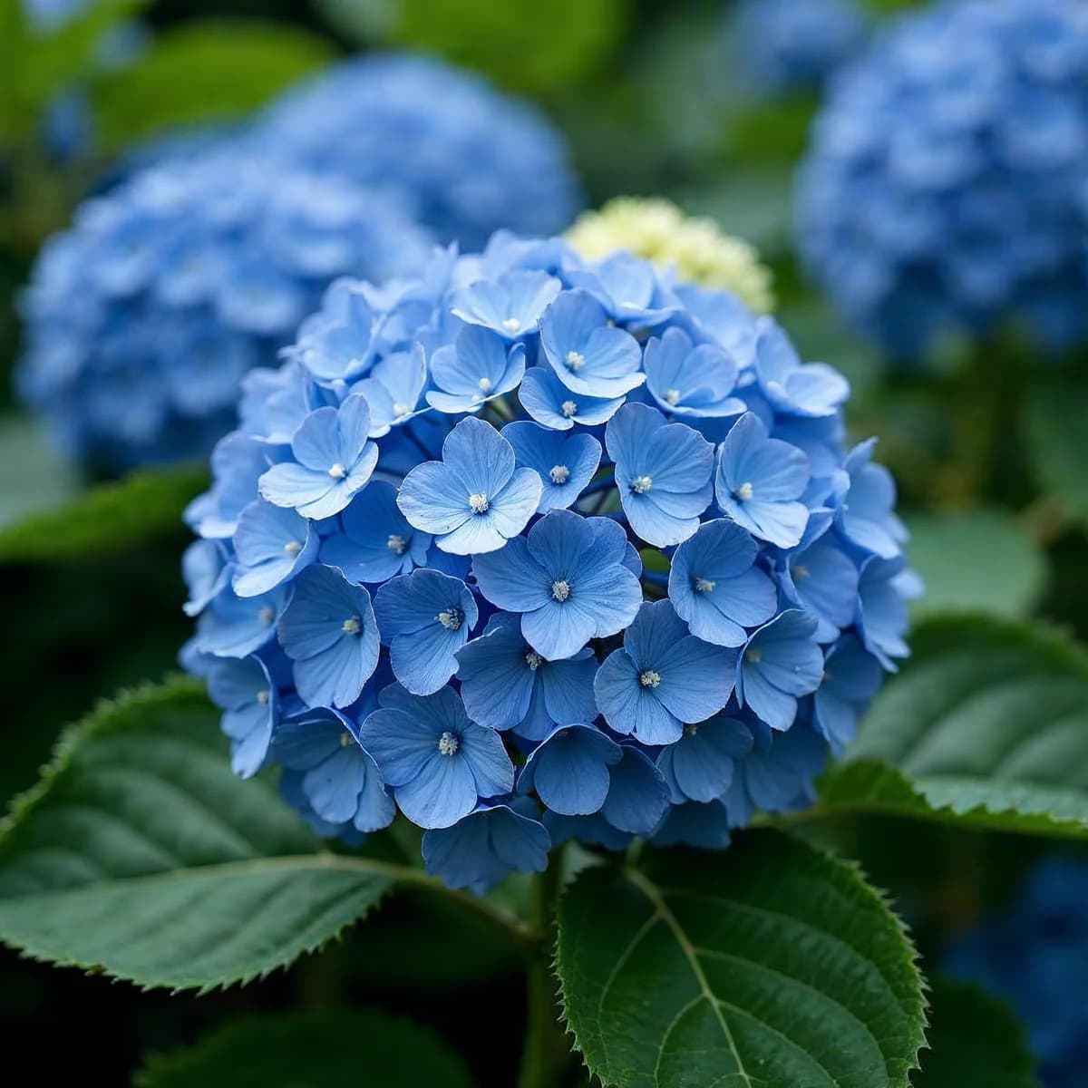 Hydrangea Rhythmic Blue