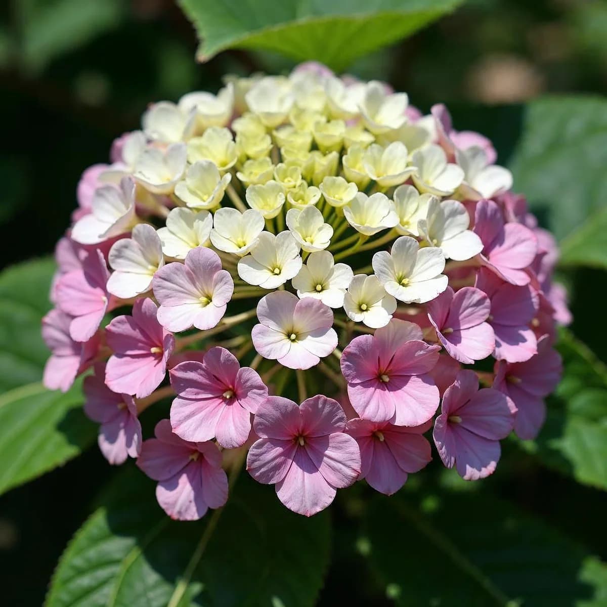 Hydrangea Cherry Explosion