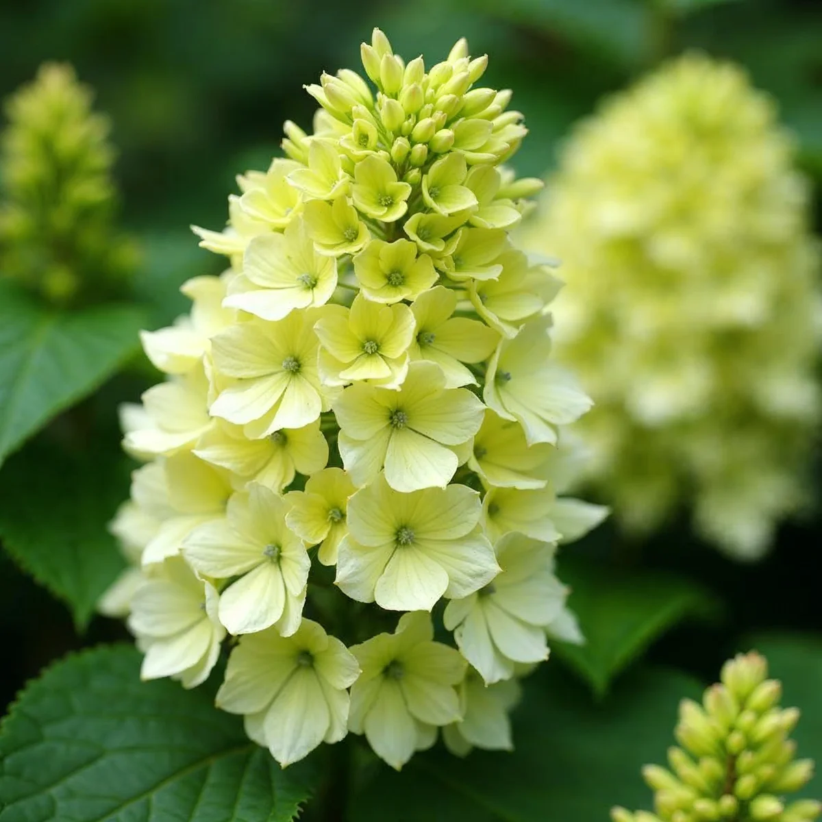 Hydrangea Little Lime