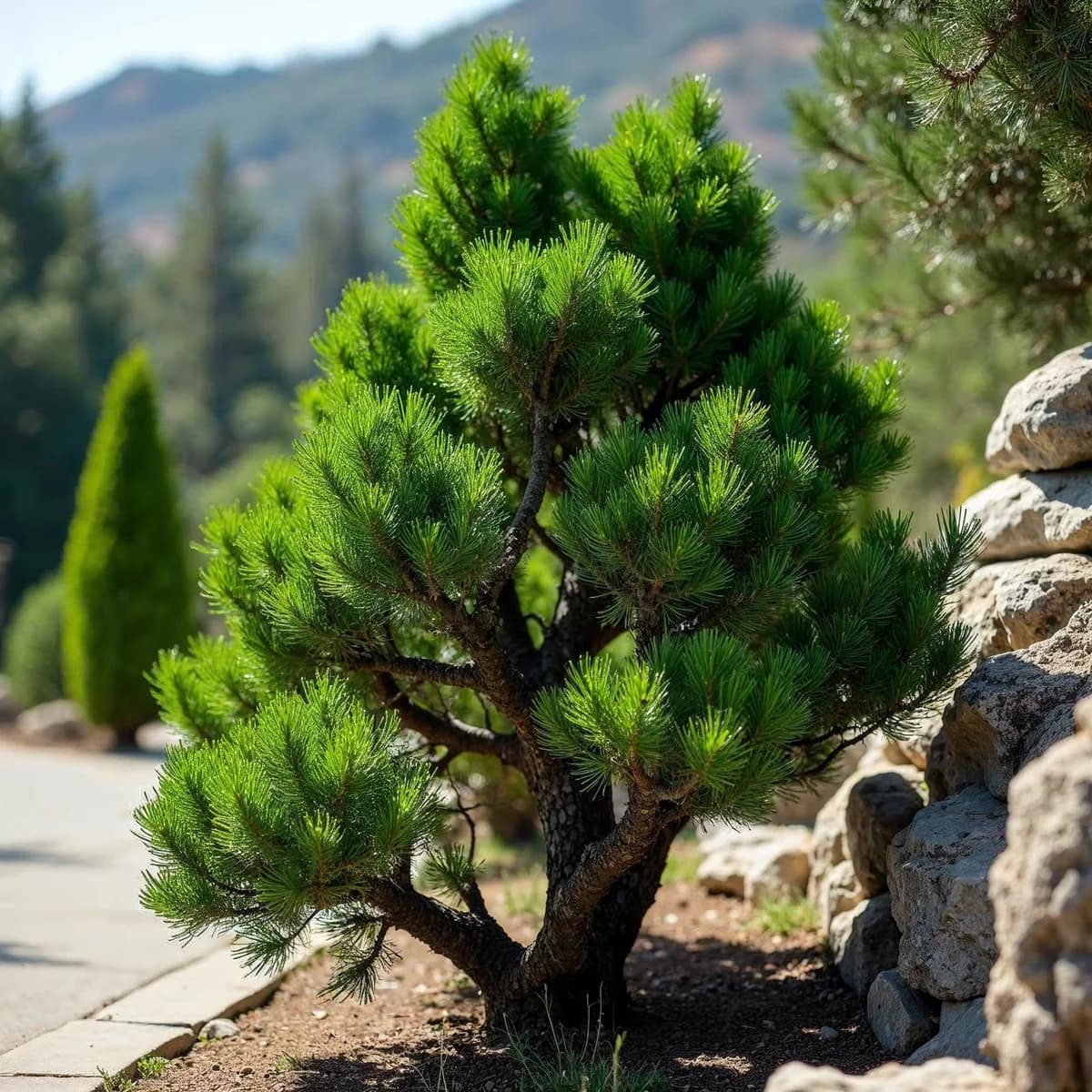 Hollywood juniper twisted sculptural evergreen