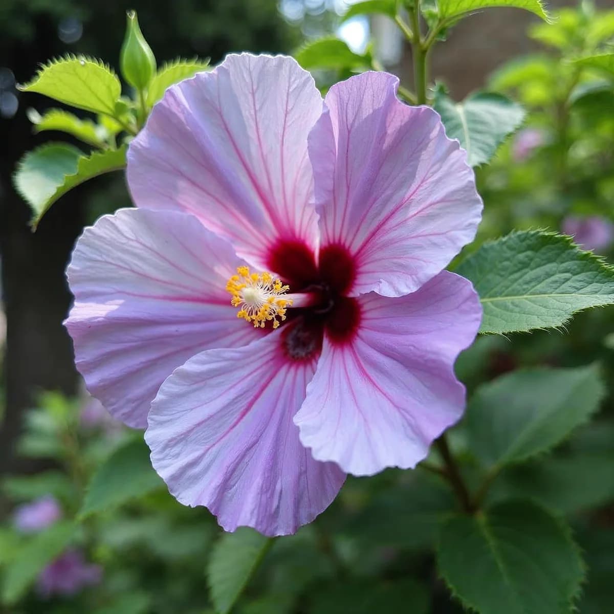 Rose of Sharon Drk Lave Ch