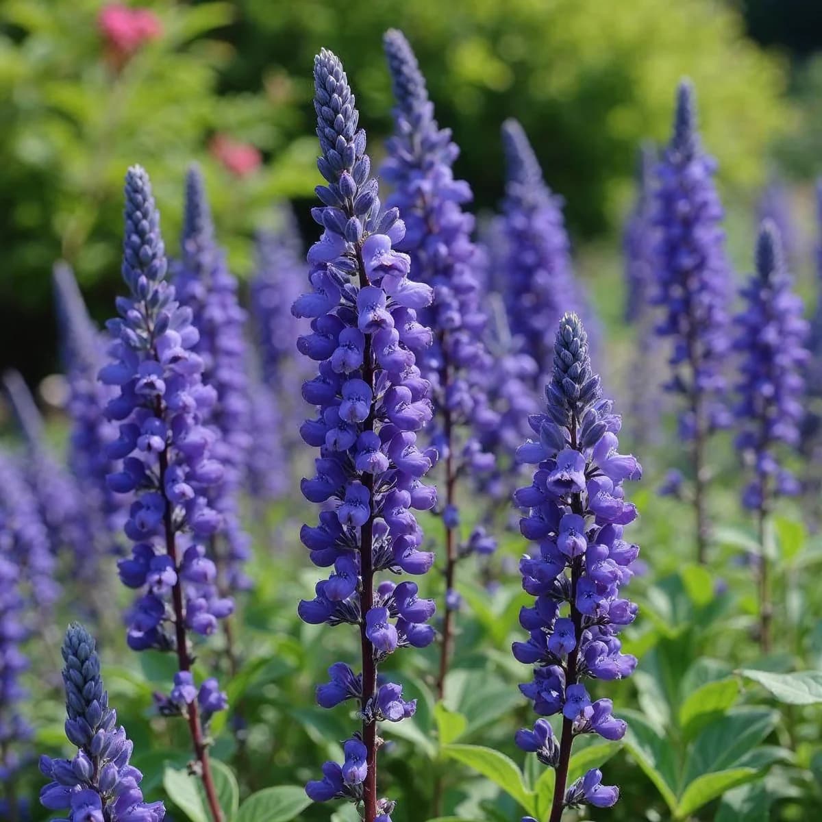 Salvia April Night