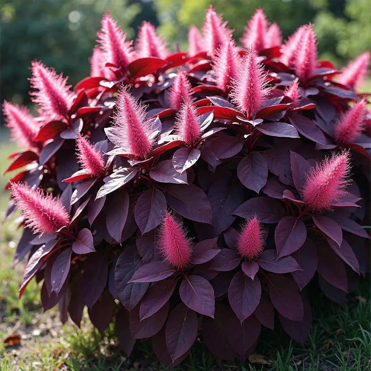 Smokebush Royal Purple