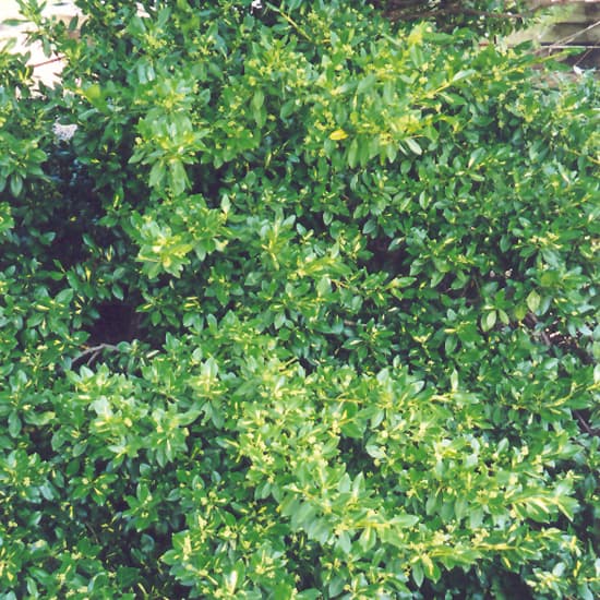 NetPS Plant Finder (www.netpsplantfinder.com)