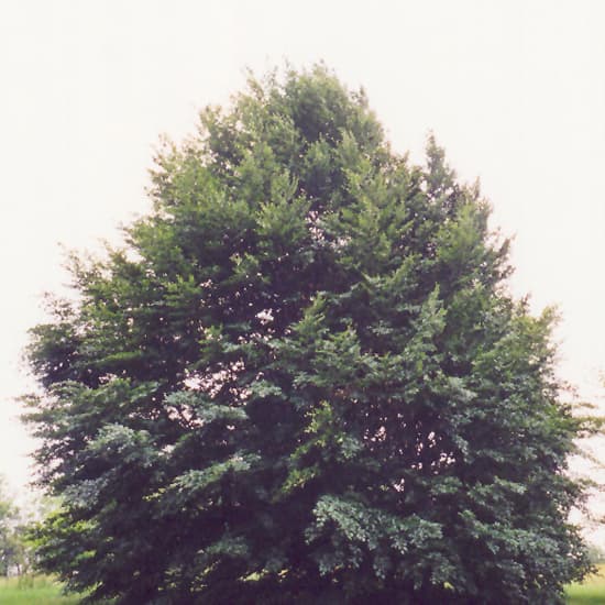 NetPS Plant Finder (www.netpsplantfinder.com)