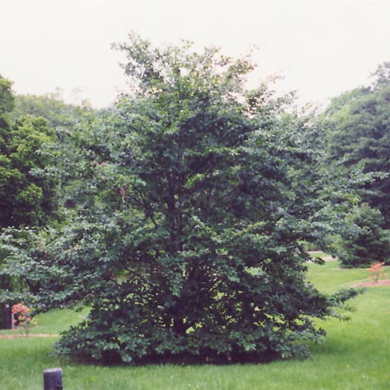 NetPS Plant Finder (www.netpsplantfinder.com)