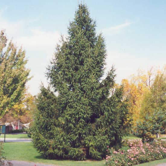 NetPS Plant Finder (www.netpsplantfinder.com)