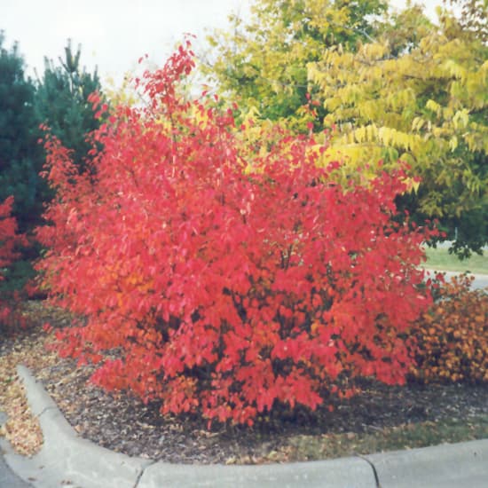 NetPS Plant Finder (www.netpsplantfinder.com)