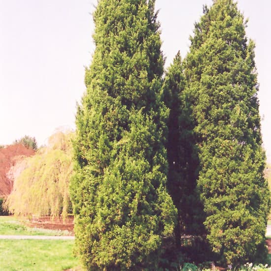 NetPS Plant Finder (www.netpsplantfinder.com)