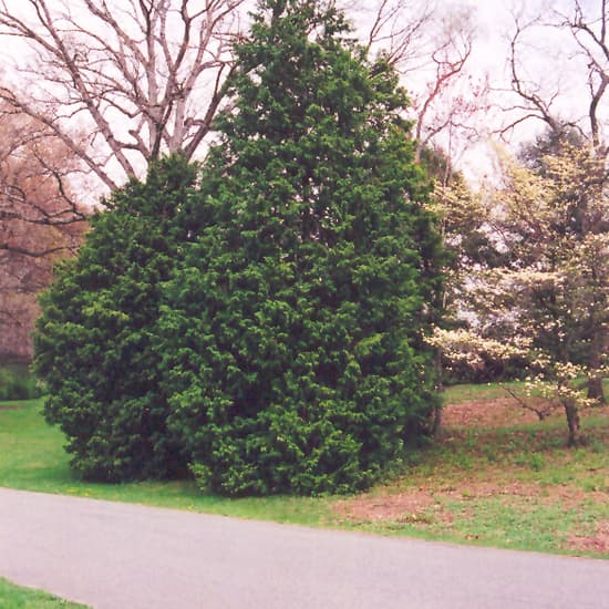 NetPS Plant Finder (www.netpsplantfinder.com)