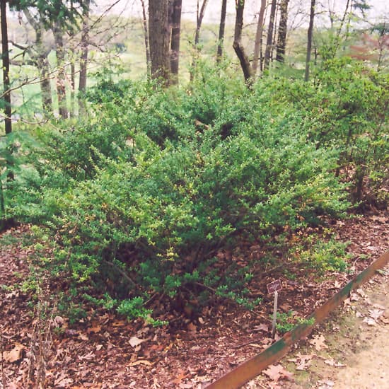 NetPS Plant Finder (www.netpsplantfinder.com)