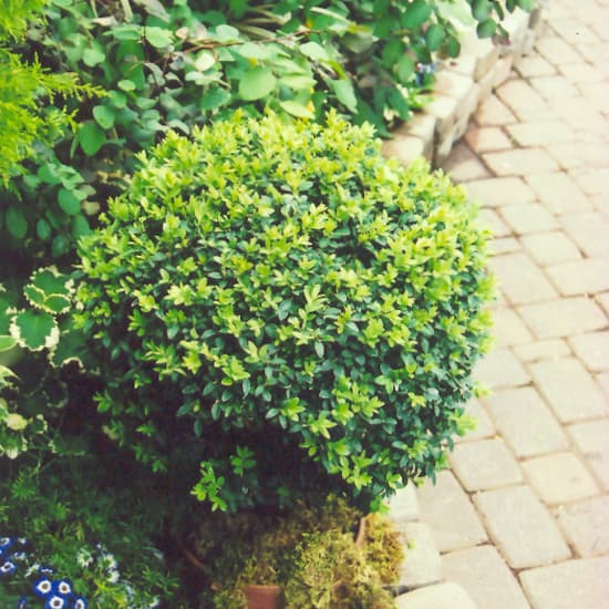 NetPS Plant Finder (www.netpsplantfinder.com)