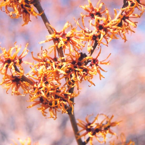 NetPS Plant Finder (www.netpsplantfinder.com)