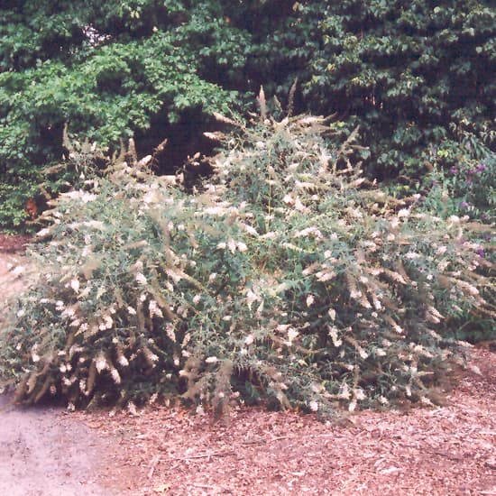 NetPS Plant Finder (www.netpsplantfinder.com)