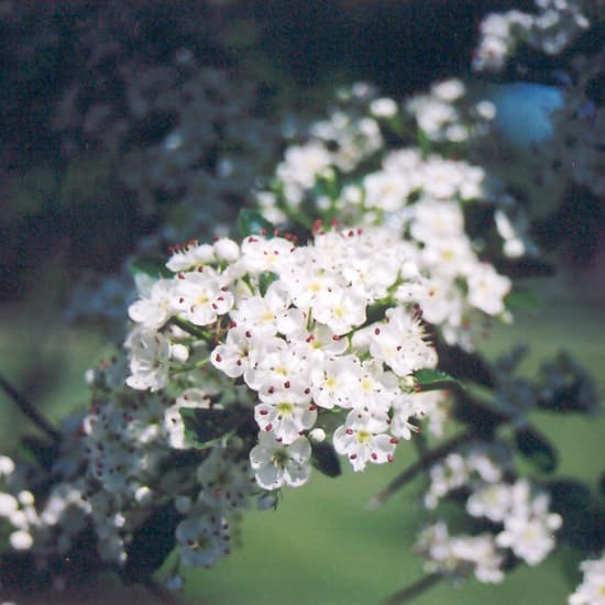 NetPS Plant Finder (www.netpsplantfinder.com)