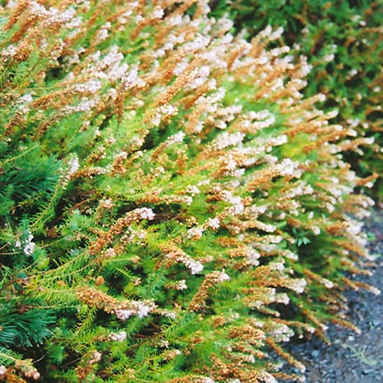 NetPS Plant Finder (www.netpsplantfinder.com)