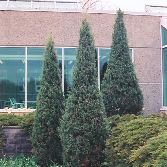 NetPS Plant Finder (www.netpsplantfinder.com)