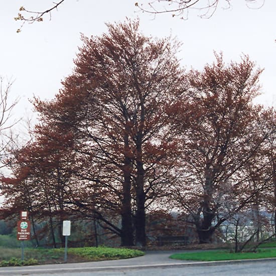 NetPS Plant Finder (www.netpsplantfinder.com)