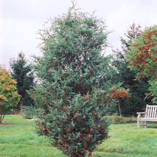 NetPS Plant Finder (www.netpsplantfinder.com)