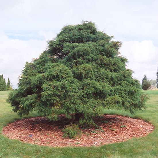 NetPS Plant Finder (www.netpsplantfinder.com)