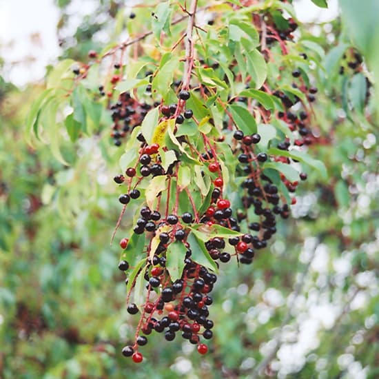 NetPS Plant Finder (www.netpsplantfinder.com)