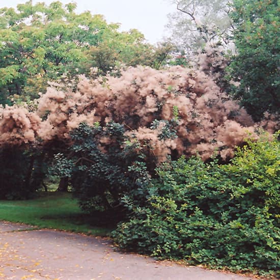 NetPS Plant Finder (www.netpsplantfinder.com)