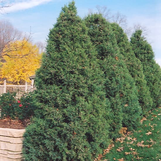 NetPS Plant Finder (www.netpsplantfinder.com)