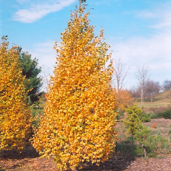 NetPS Plant Finder (www.netpsplantfinder.com)