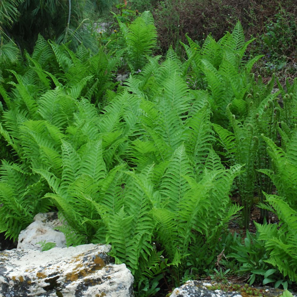NetPS Plant Finder (www.netpsplantfinder.com)
