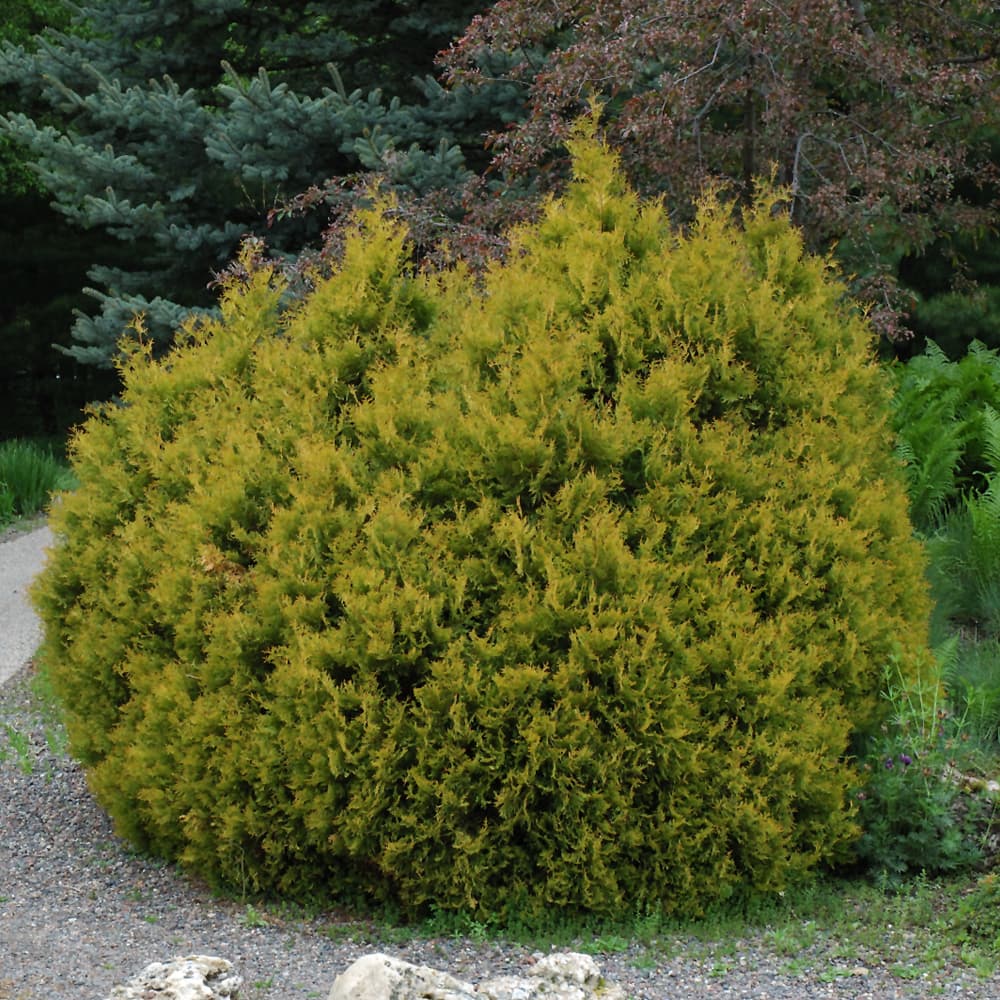 NetPS Plant Finder (www.netpsplantfinder.com)