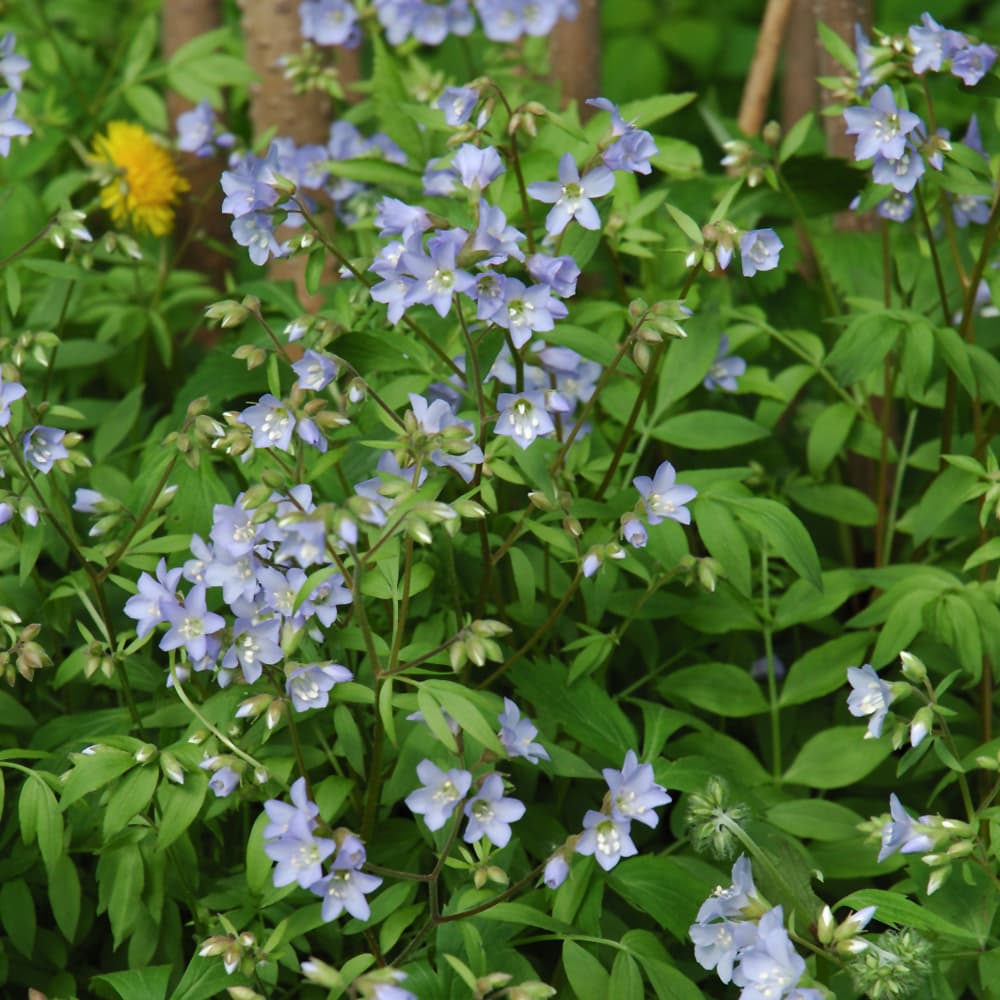 NetPS Plant Finder (www.netpsplantfinder.com)