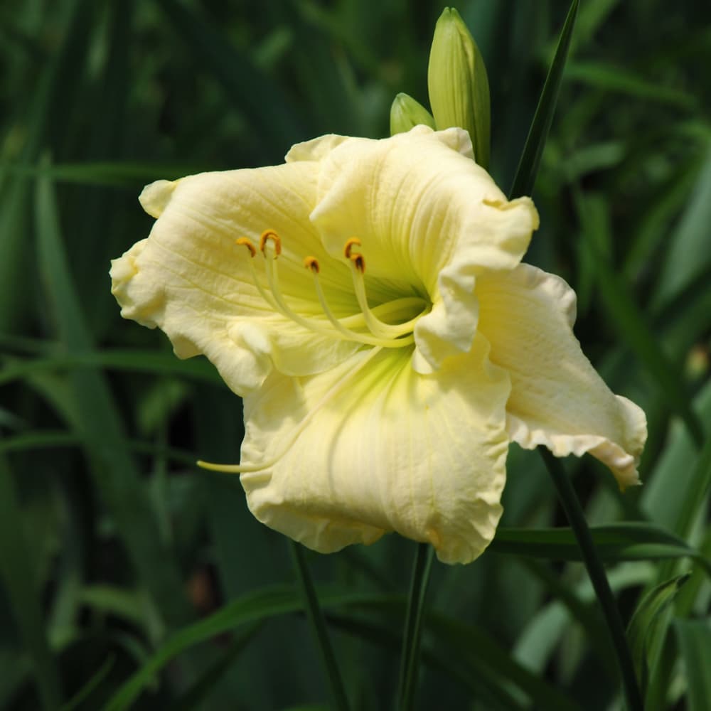 NetPS Plant Finder (www.netpsplantfinder.com)