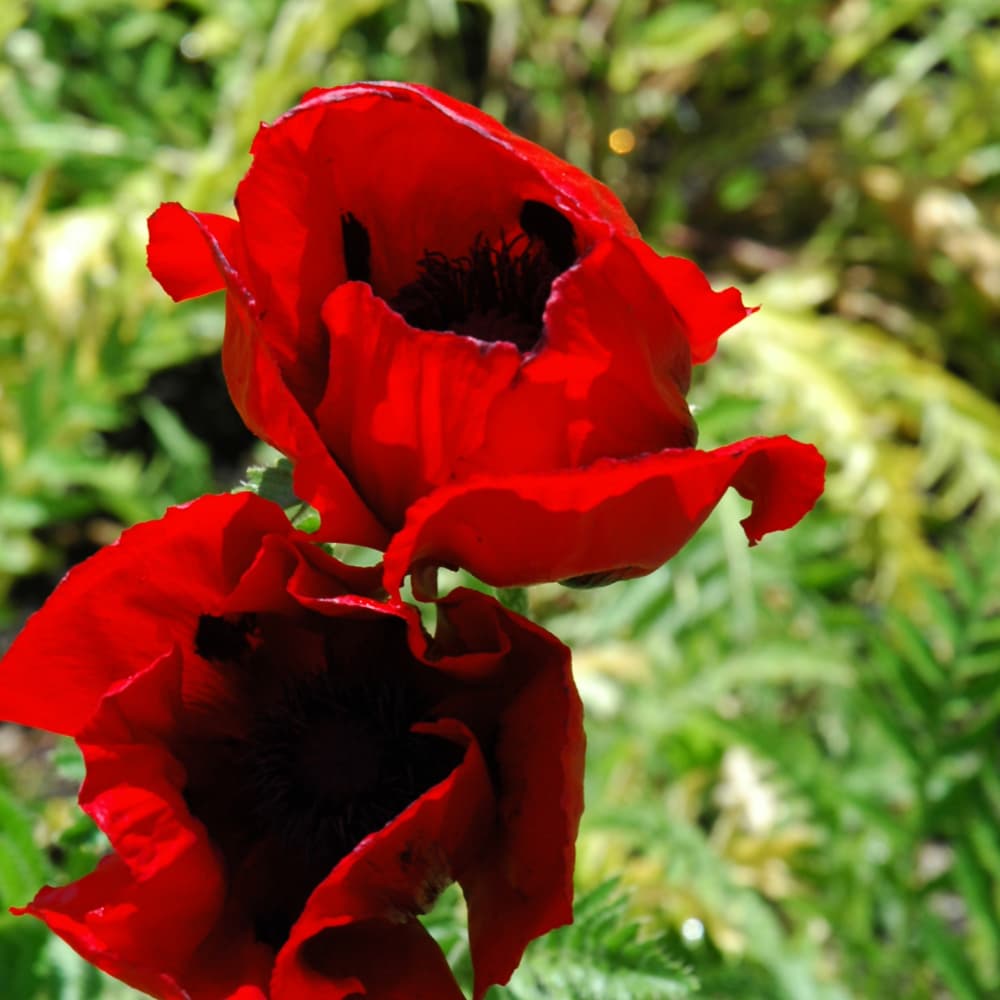NetPS Plant Finder (www.netpsplantfinder.com)