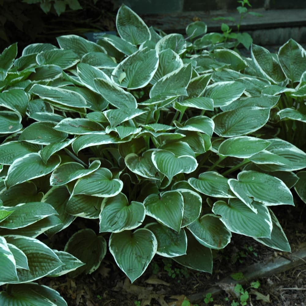 NetPS Plant Finder (www.netpsplantfinder.com)