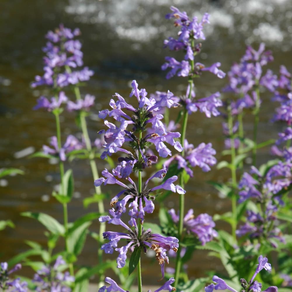 NetPS Plant Finder (www.netpsplantfinder.com)