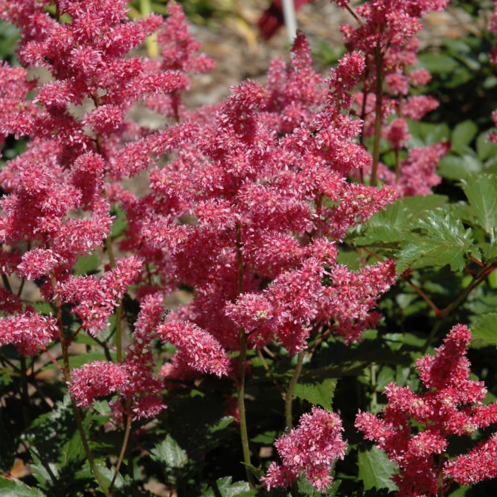 NetPS Plant Finder (www.netpsplantfinder.com)