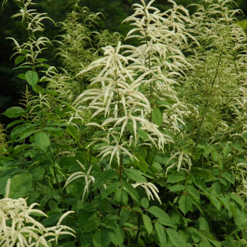 NetPS Plant Finder (www.netpsplantfinder.com)