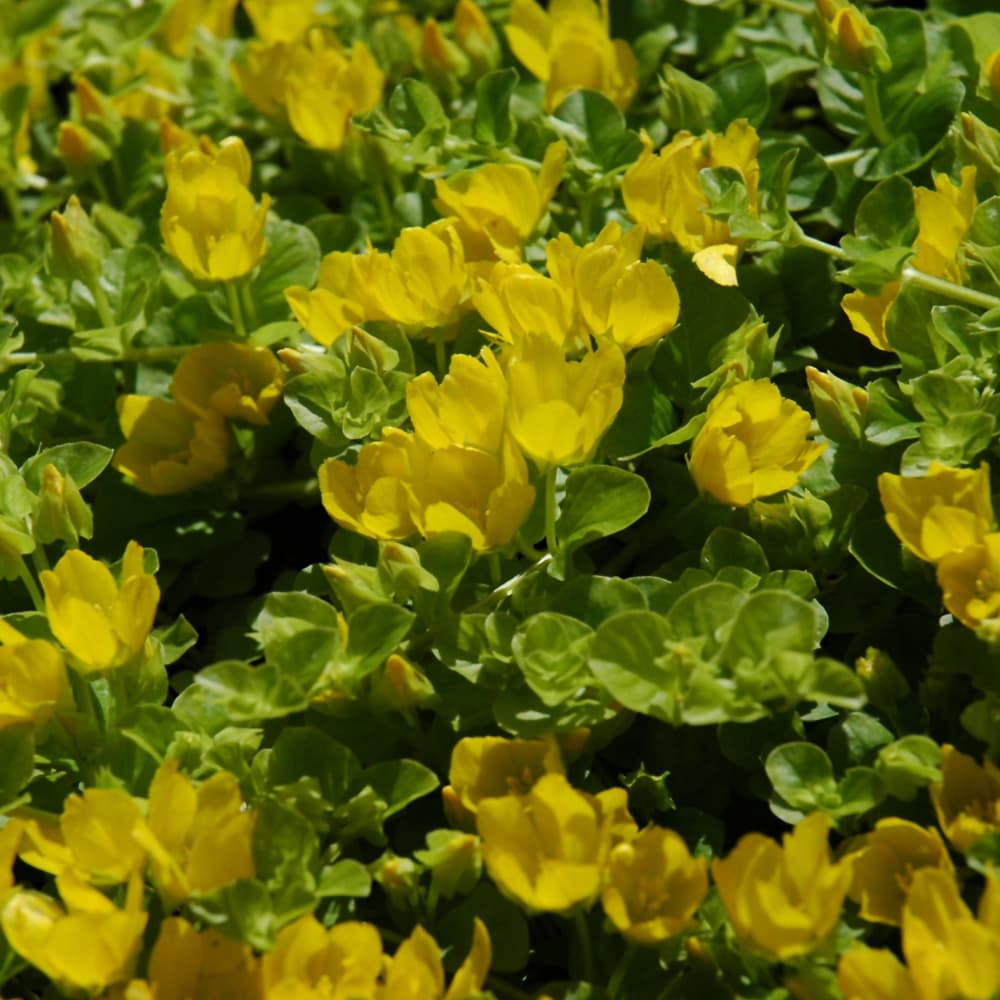 NetPS Plant Finder (www.netpsplantfinder.com)