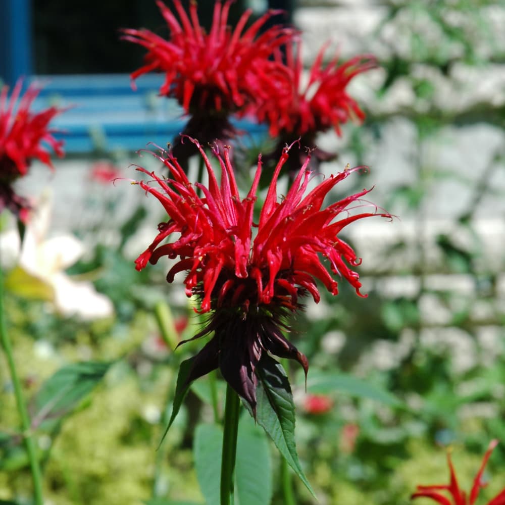 NetPS Plant Finder (www.netpsplantfinder.com)
