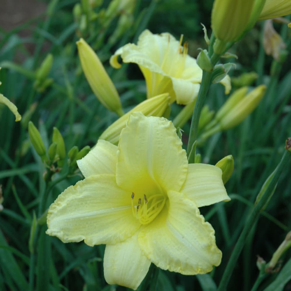 Daylily Happy Returns