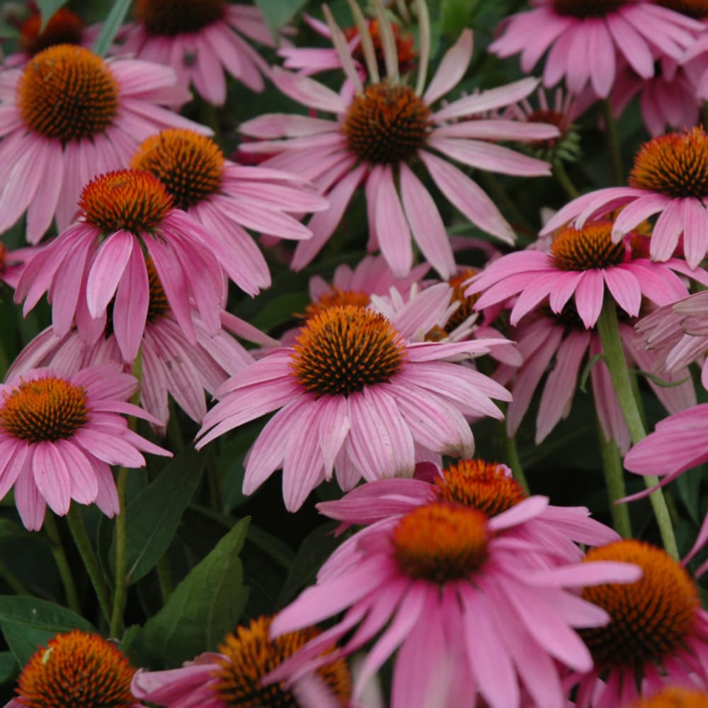 NetPS Plant Finder (www.netpsplantfinder.com)