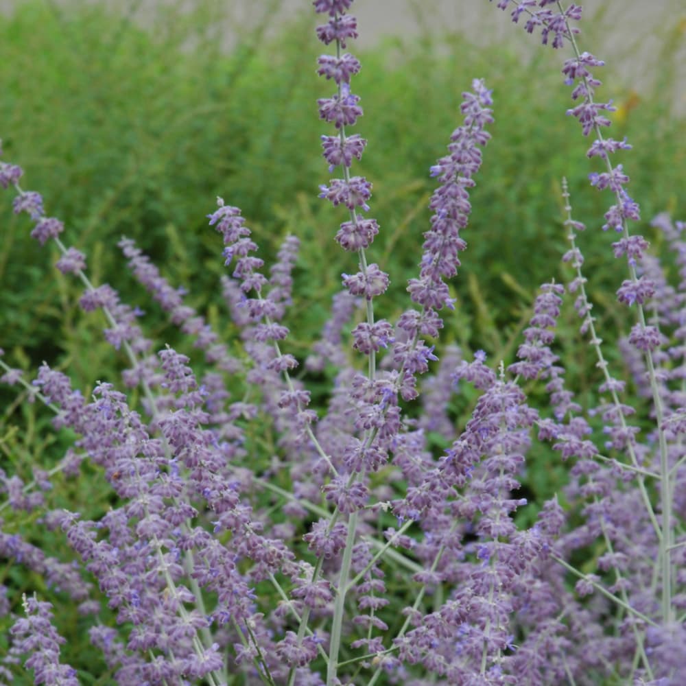 NetPS Plant Finder (www.netpsplantfinder.com)