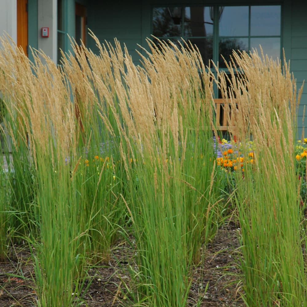 NetPS Plant Finder (www.netpsplantfinder.com)