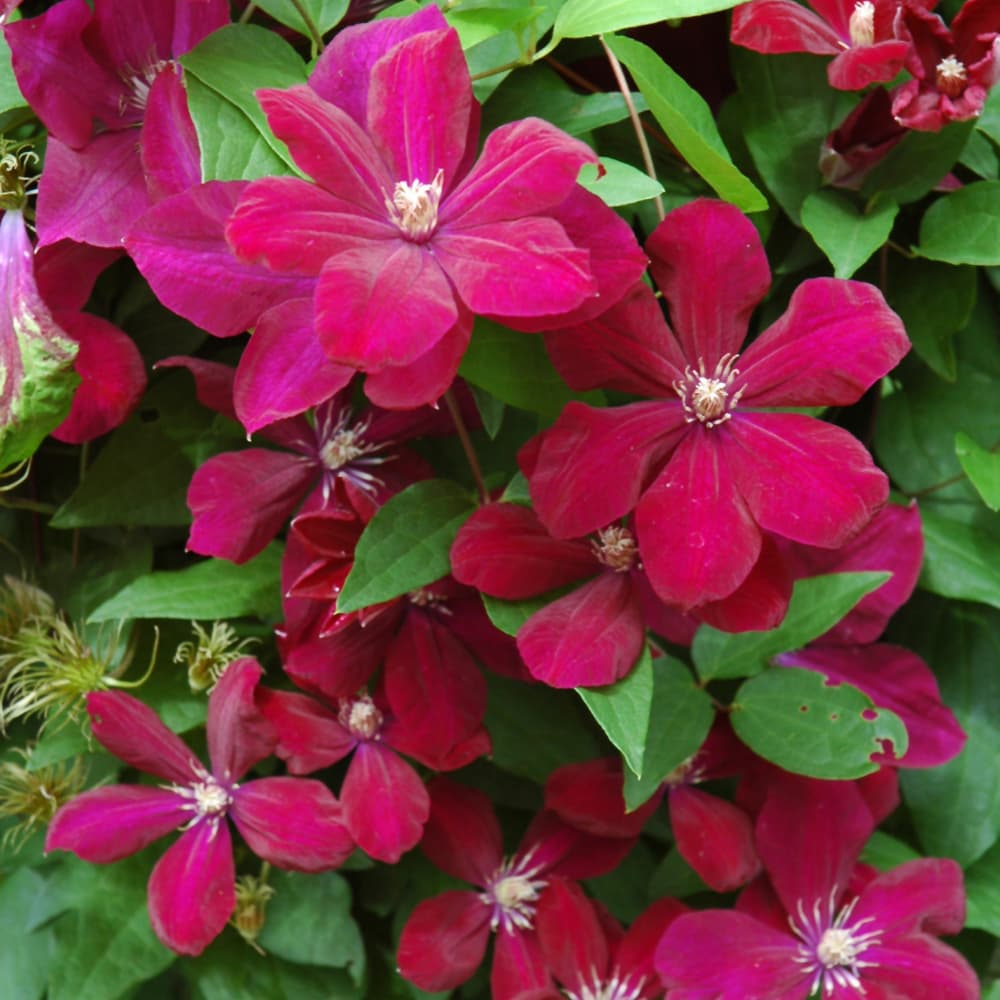 NetPS Plant Finder (www.netpsplantfinder.com)