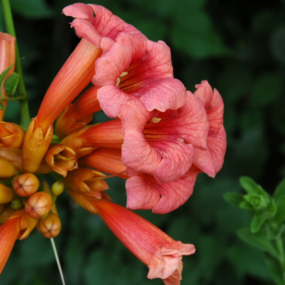 NetPS Plant Finder (www.netpsplantfinder.com)