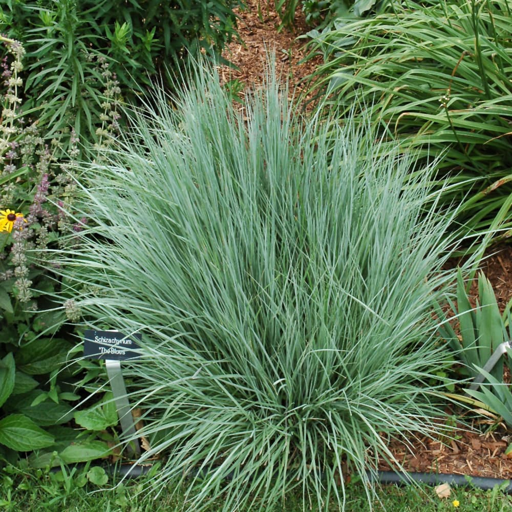 NetPS Plant Finder (www.netpsplantfinder.com)